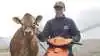 15 år, ung og vild med køer. Marckus Pedersen er klar til deltage i danmarksmesterskabet i klipning og trække dyr i ringen til årets Agro Nord. Fotos: Tenna Bang