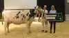 Sidste år vandt 2. kalvs Kahuna-datteren fra Raunhøj Dairy, Hjortshøj.
