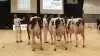 Bedste Holstein-besætningsgruppe: Raunhøj Dairy, Hjortshøj.