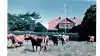 Peder M. Krongaard fra Mellem Lerte ved Sommersted i Sønderjylland med sine Røde Danske Malkekøer. Billedet er taget i juli 1989, og på dette tidspunkt var Amerikansk Brunkvæg en del af avlsarbejdet.
Foto: Hans Kisendal