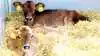 Fra maj måned og til oktober vil Fødevarestyrelsens kontrollere, at kravene til dyrevelfærdsmærket – også kaldet hjerteordningen - overholdes. Det gælder blandt andet, at mælkeproducenter, som leverer kalve til producenter af Dansk Kalv. Her skal kalvene opstaldes to og to, fra de er syv dage gamle.