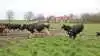 Søndervang i Himmerland lukkede også deres økokøer ud. Foto: Agri Nord